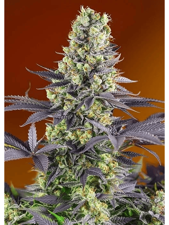 SWEET ZKITTLEZ FEM X3+1-SWEET SEEDS 1