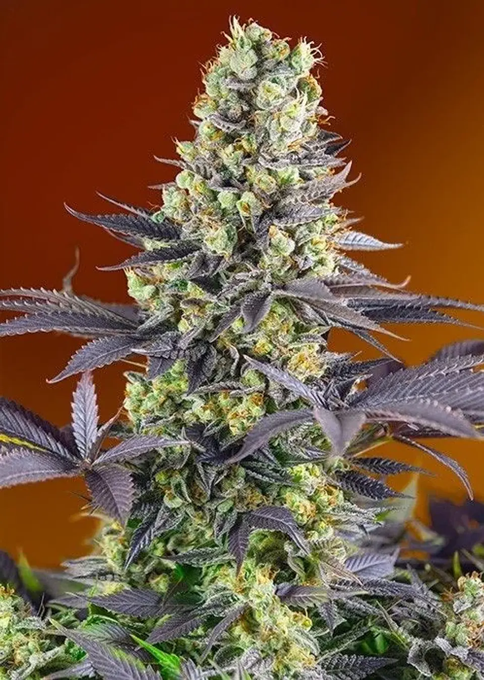 Sweet Zkittlez Fem X3+1-Sweet Seeds 1
