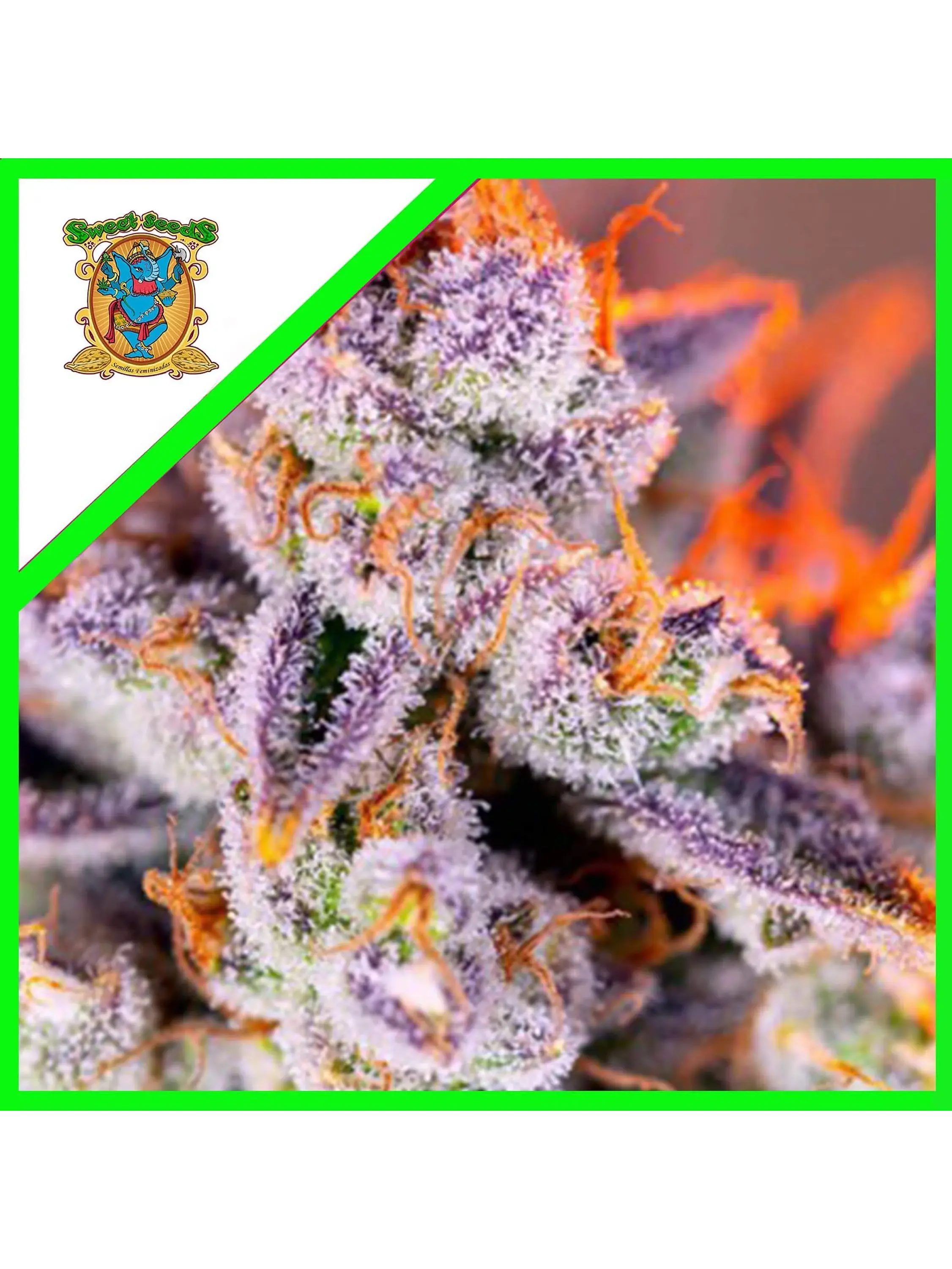 Tropicanna Poison Xl Auto® X3+1-Sweet Seeds 1