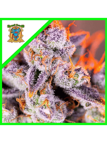 TROPICANNA POISON XL AUTO® X3+1-SWEET SEEDS 1