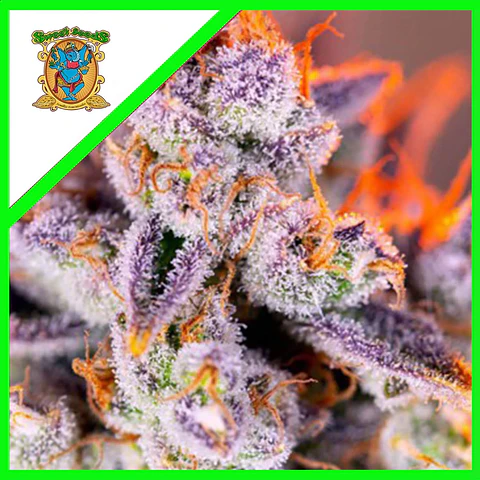 Tropicanna Poison Xl Auto® X3+1-Sweet Seeds