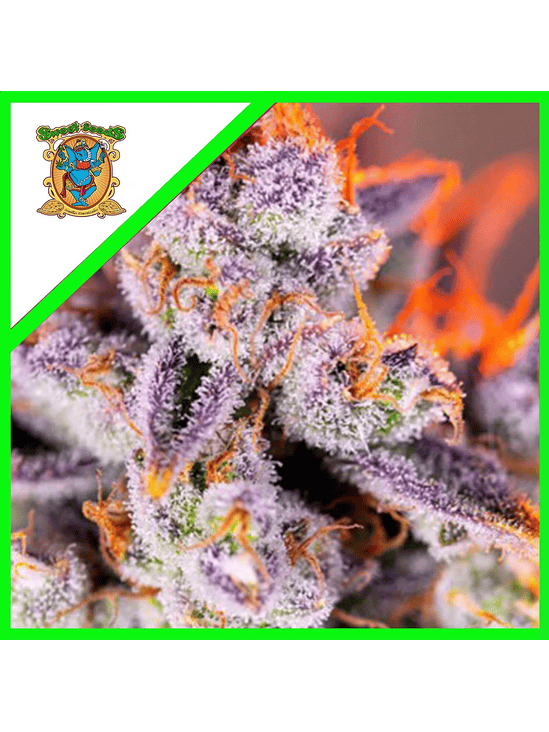 TROPICANNA POISON XL AUTO® X3+1-SWEET SEEDS 1