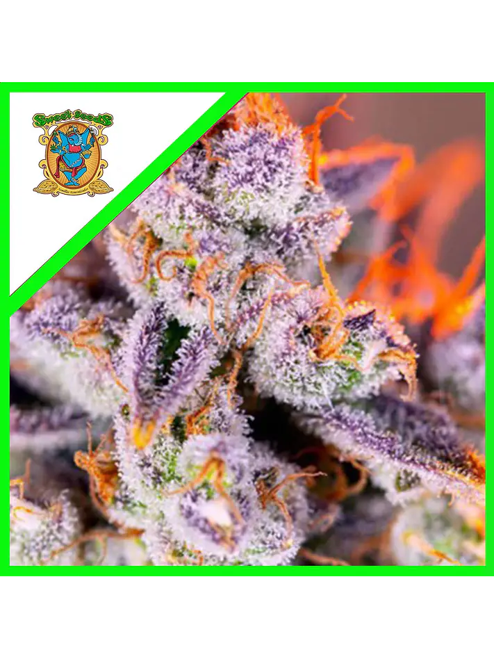 Tropicanna Poison Xl Auto® X3+1-Sweet Seeds 1