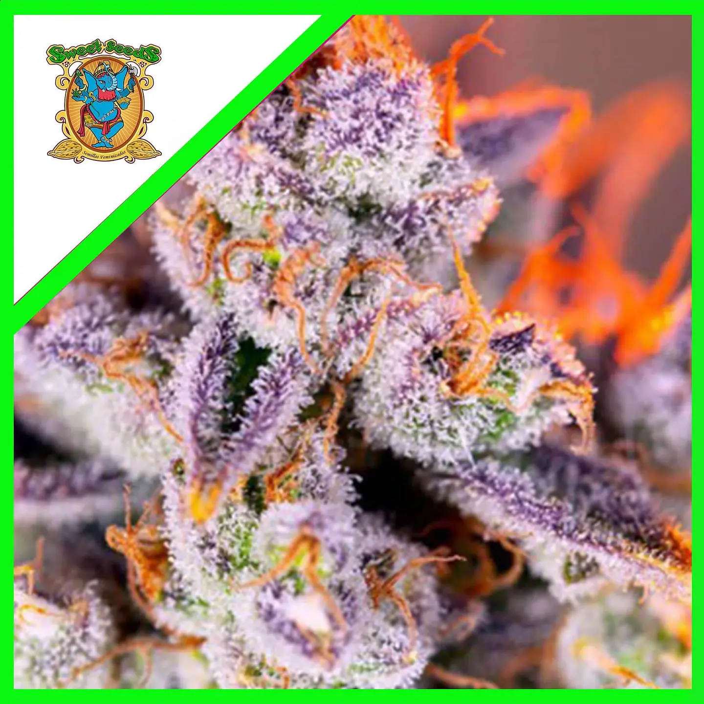 Tropicanna Poison Xl Auto® X3+1-Sweet Seeds 1