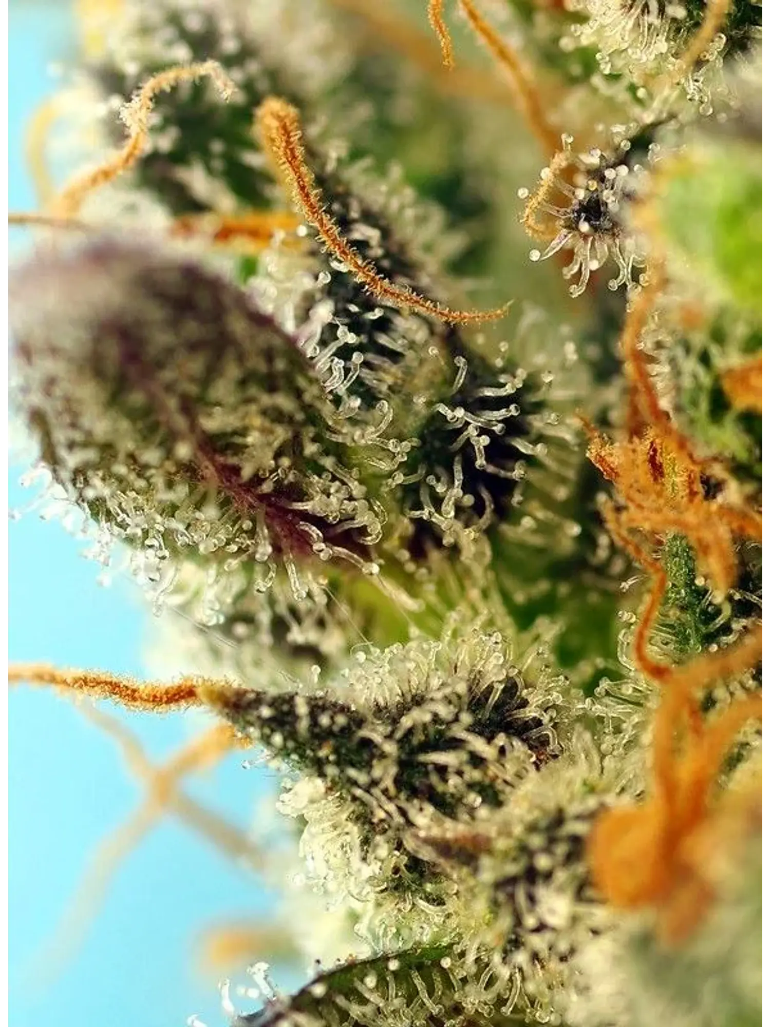 Sweet Zenzation Xl Auto® X3+1-Sweet Seeds 2