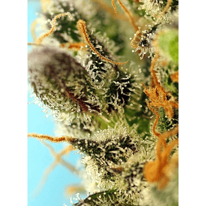 Sweet Zenzation Xl Auto® X3+1-Sweet Seeds