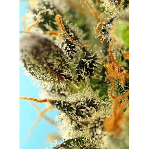 SWEET ZENZATION XL AUTO® X3+1-SWEET SEEDS