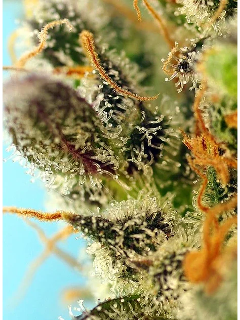 Sweet Zenzation Xl Auto® X3+1-Sweet Seeds 2