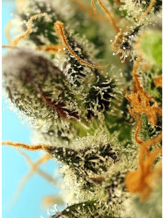 SWEET ZENZATION XL AUTO® X3+1-SWEET SEEDS 2