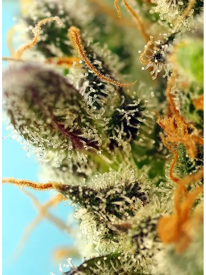 Sweet Zenzation Xl Auto® X3+1-Sweet Seeds 2