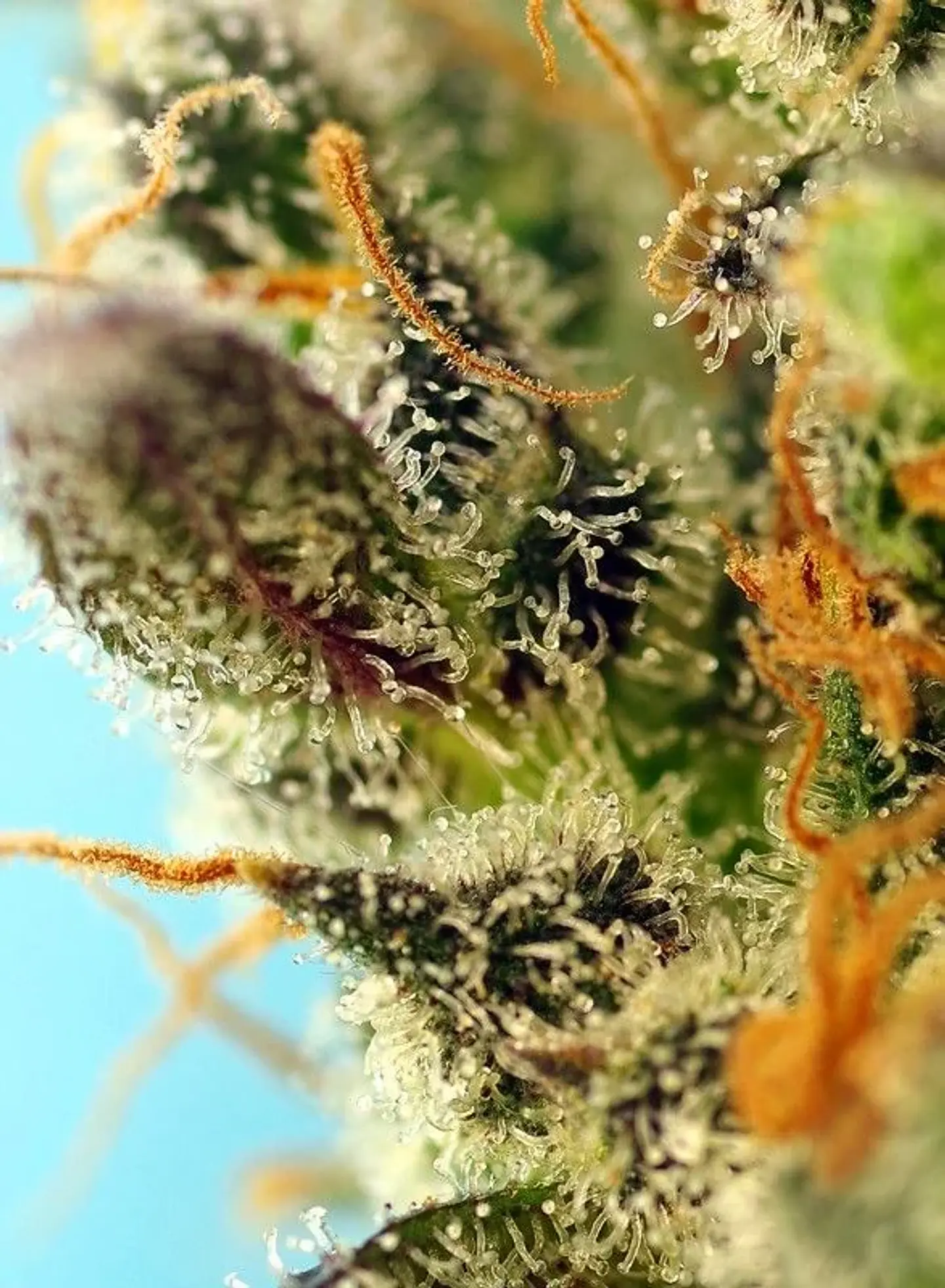 Sweet Zenzation Xl Auto® X3+1-Sweet Seeds 2