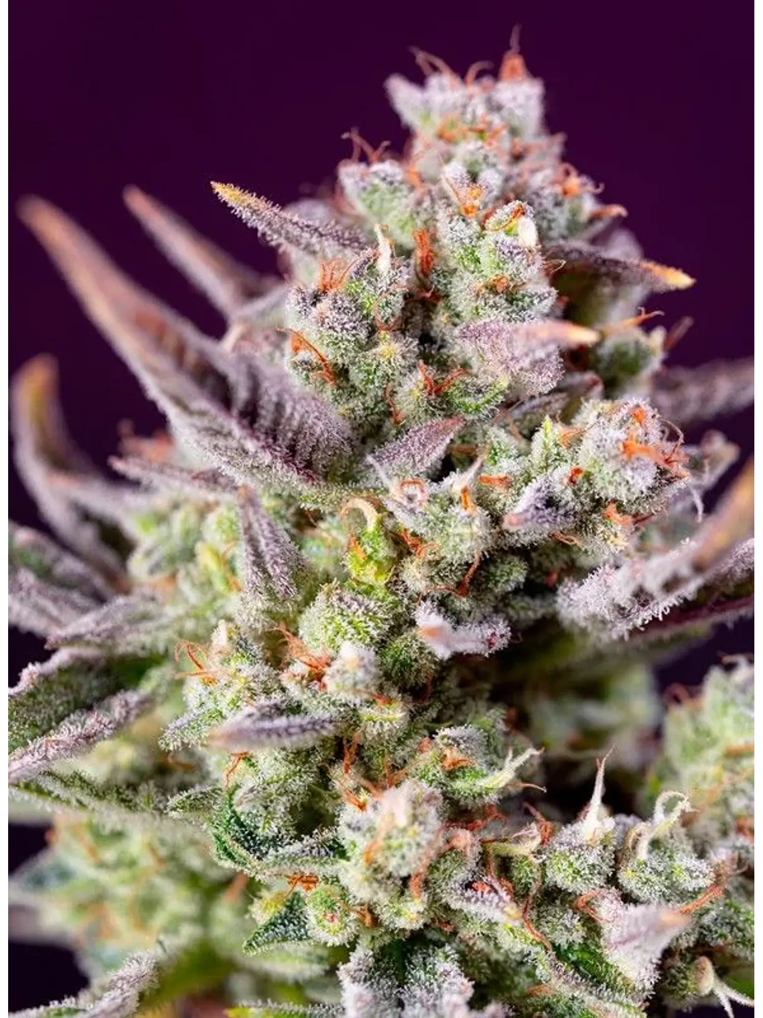 Sweet Zenzation Xl Auto® X3+1-Sweet Seeds 3