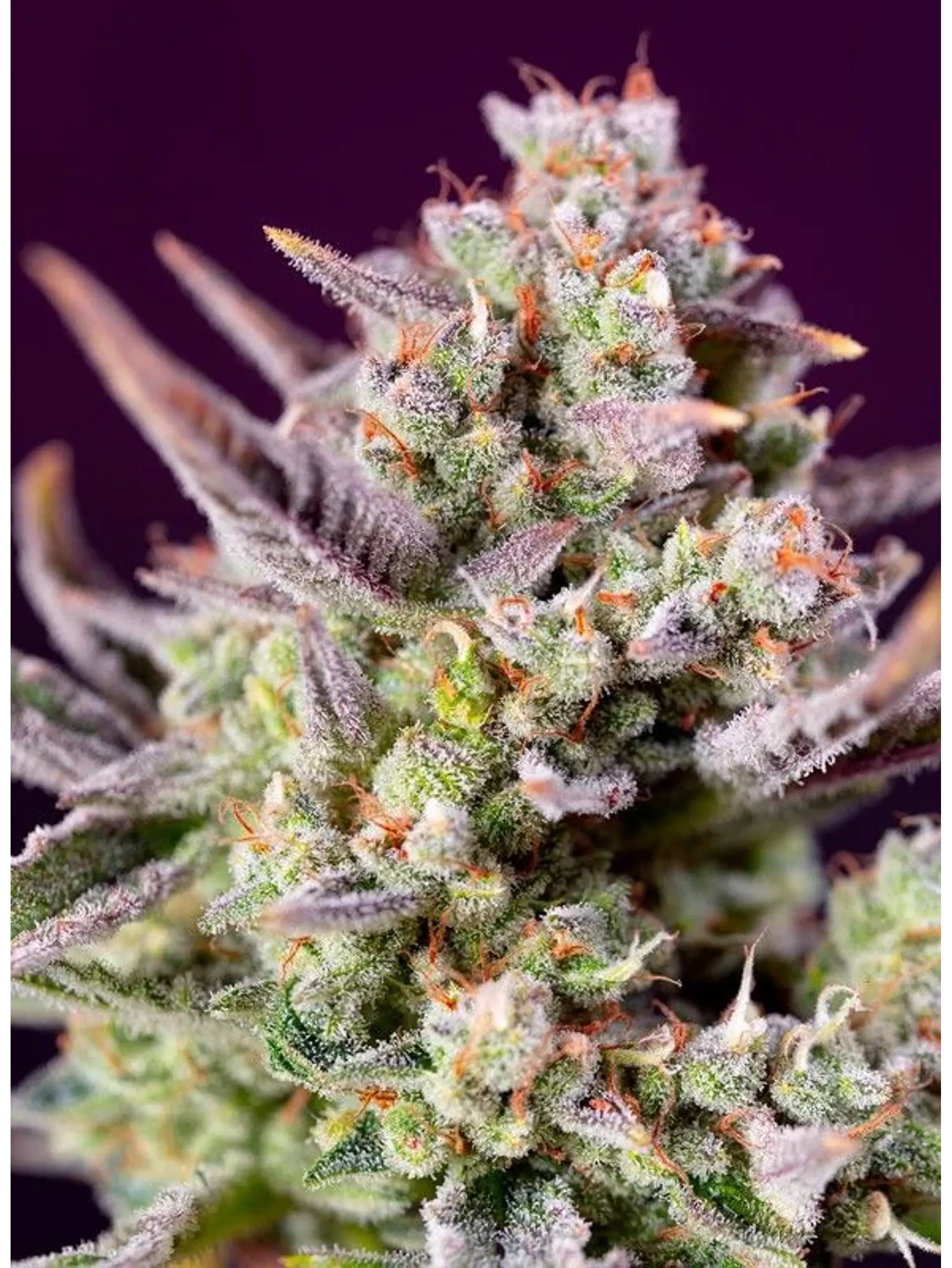 Sweet Zenzation Xl Auto® X3+1-Sweet Seeds 3