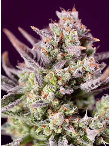 SWEET ZENZATION XL AUTO® X3+1-SWEET SEEDS 3