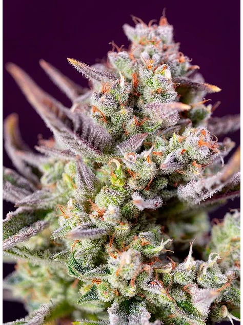 Sweet Zenzation Xl Auto® X3+1-Sweet Seeds 3