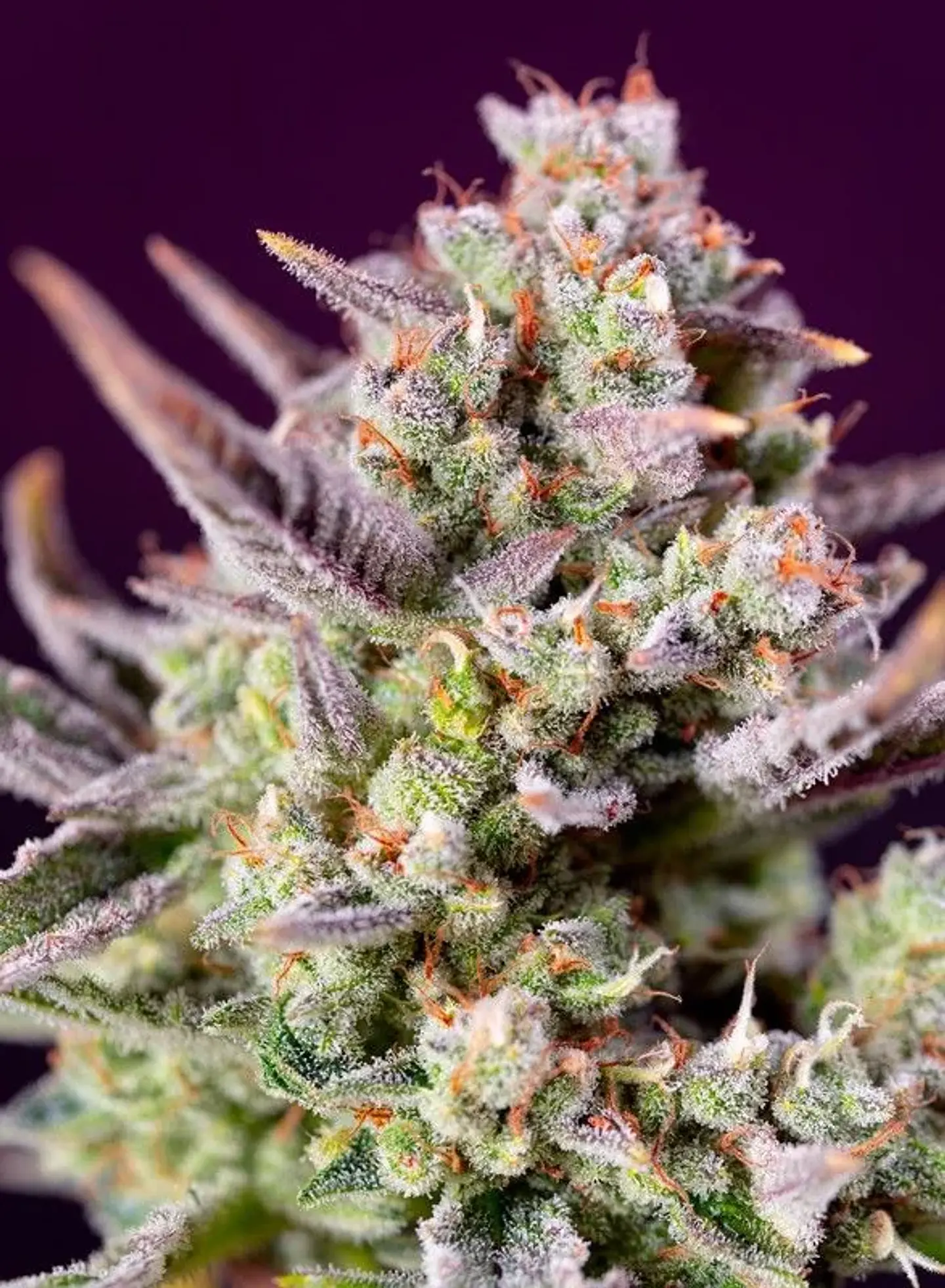Sweet Zenzation Xl Auto® X3+1-Sweet Seeds 3