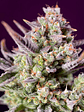SWEET ZENZATION XL AUTO® X3+1-SWEET SEEDS - Miniatura 3