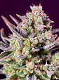 Sweet Zenzation Xl Auto® X3+1-Sweet Seeds - Miniatura 3
