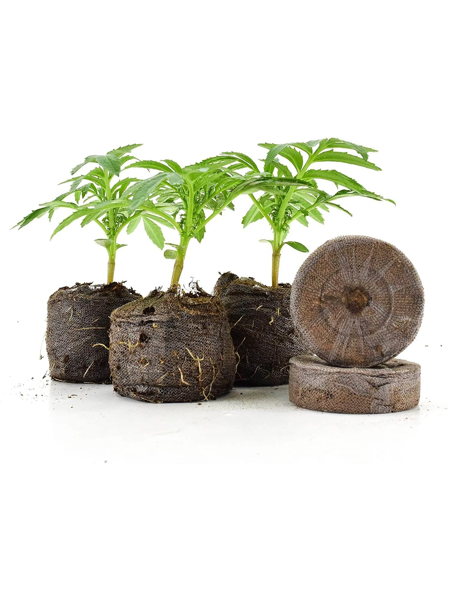 Discos Mediano 33Mm-Jiffy 4