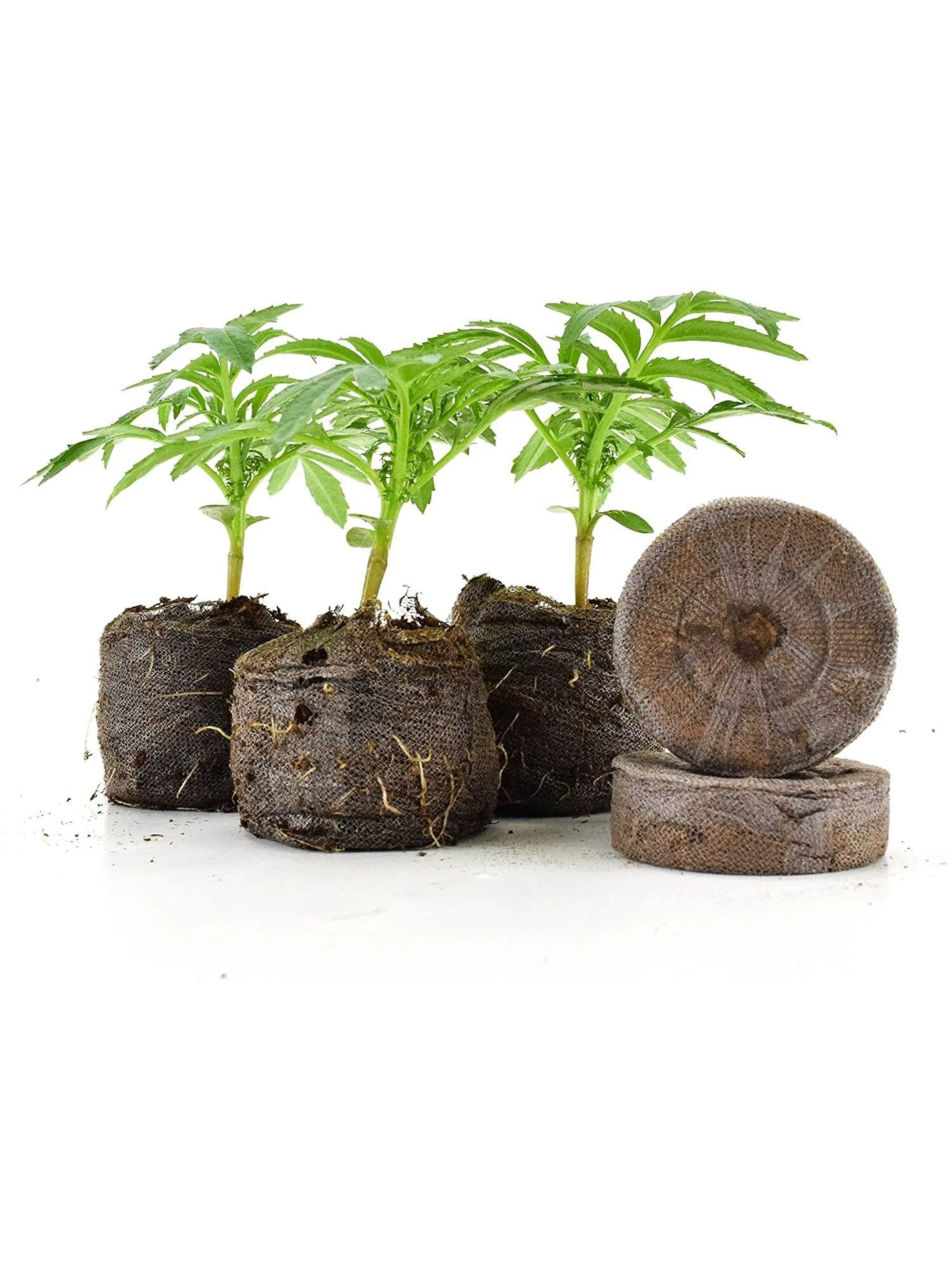 Discos Mediano 33Mm-Jiffy 4