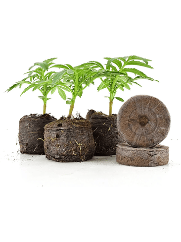 DISCOS MEDIANO 33MM-JIFFY 4