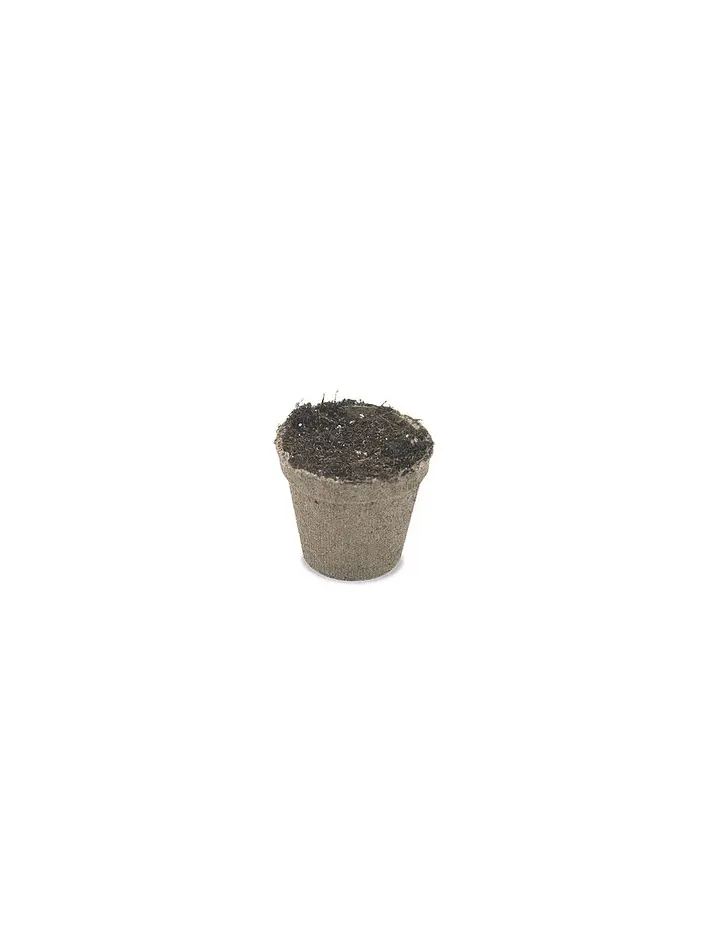 Maceta Biodegradable 99Cc 10Un-Jiffy 3