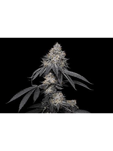 BRRBERY X FRUITY PEBBLES OG X3+1-SECRET FILE 1