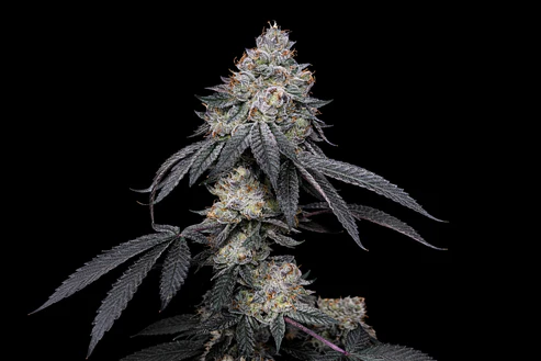 Brrbery X Fruity Pebbles Og (X3+1/X25) -Secret File 1