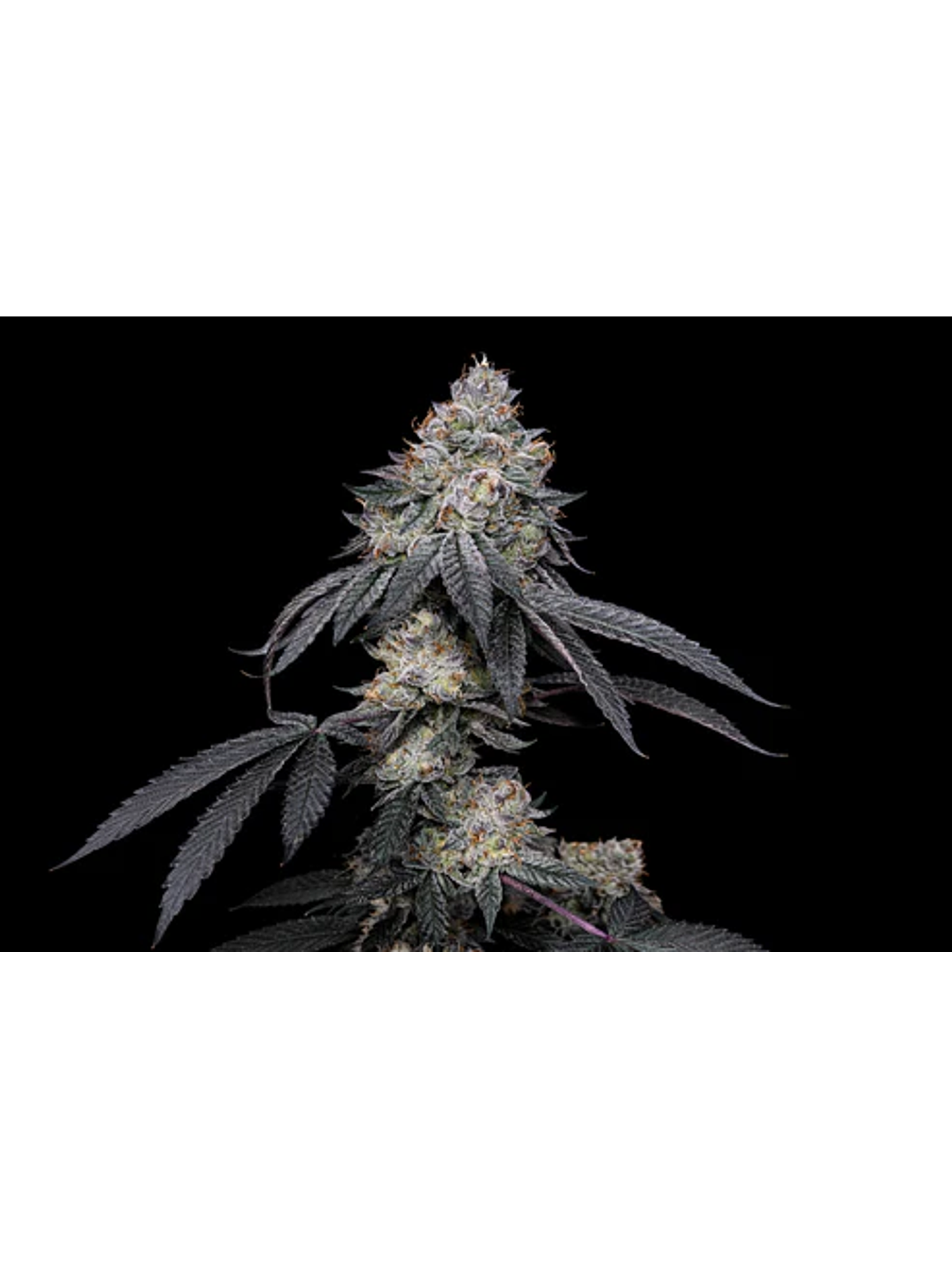 Brrbery X Fruity Pebbles Og (X3+1/X25) -Secret File 1