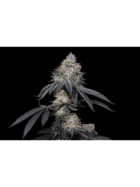 Brrbery X Fruity Pebbles Og (X3+1/X25) -Secret File 1