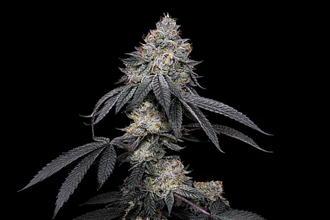Brrbery X Fruity Pebbles Og (X3+1/X25) -Secret File