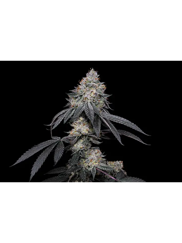 Brrbery X Fruity Pebbles Og (X3+1/X25) -Secret File 1