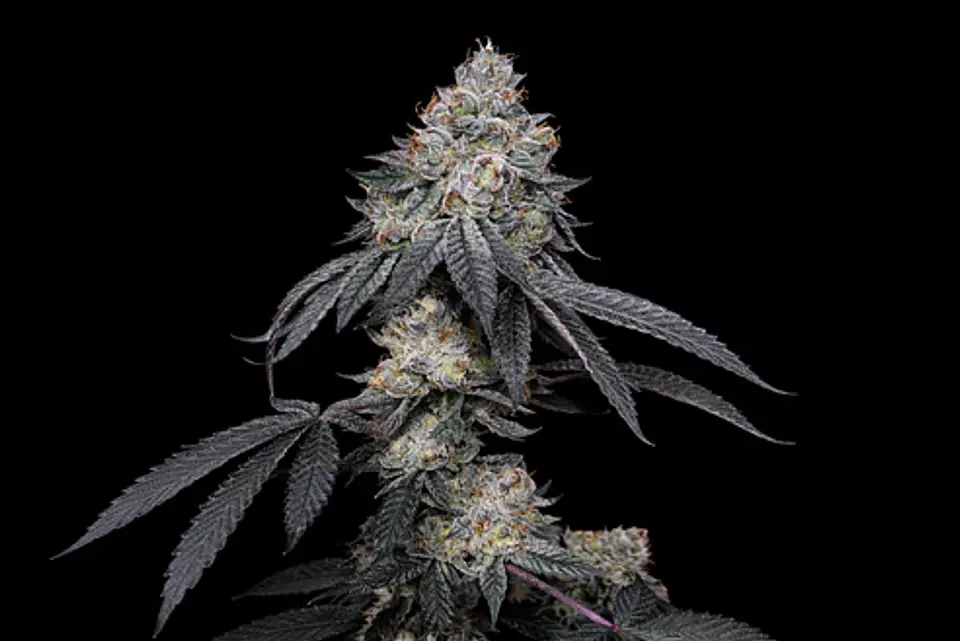 Brrbery X Fruity Pebbles Og (X3+1/X25) -Secret File 1