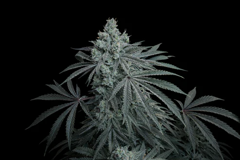 Cherry Zoda X Fruity Pebbles Og (X3+1/X25)-Secret File 1