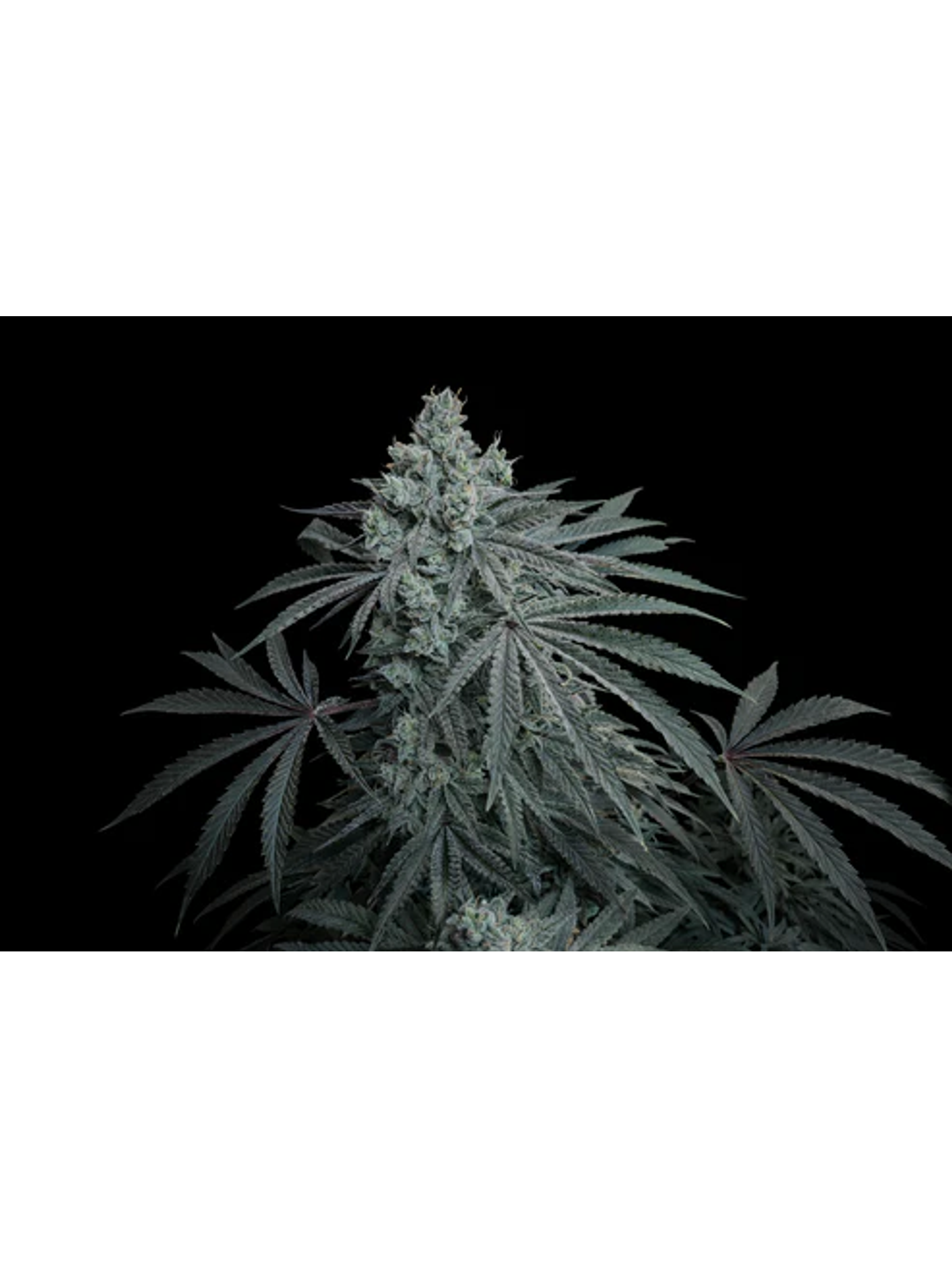 Cherry Zoda X Fruity Pebbles Og (X3+1/X25)-Secret File 1