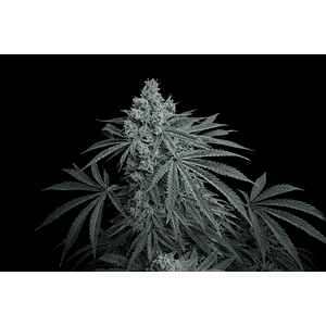 Cherry Zoda X Fruity Pebbles Og (X3+1/X25)-Secret File