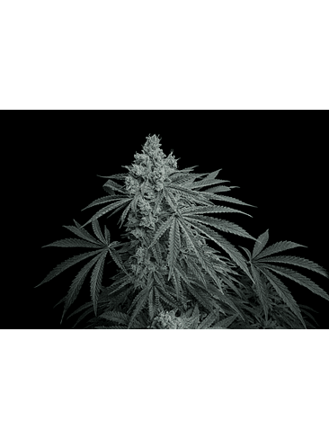 CHERRY ZODA X FRUITY PEBBLES OG X25-SECRET FILE 1