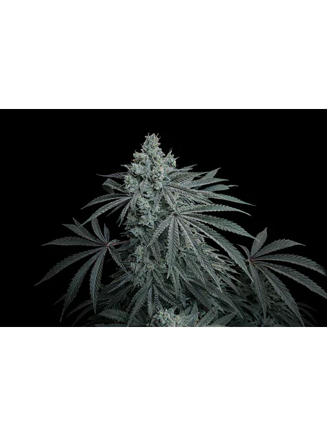 Cherry Zoda X Fruity Pebbles Og (X3+1/X25)-Secret File 1