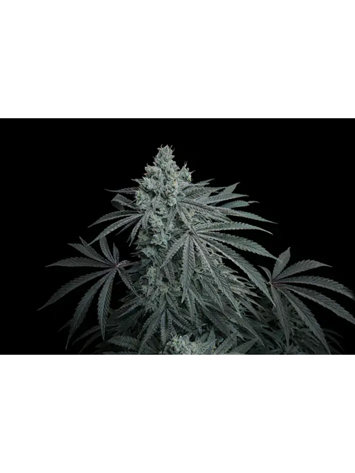 Cherry Zoda X Fruity Pebbles Og (X3+1/X25)-Secret File 1