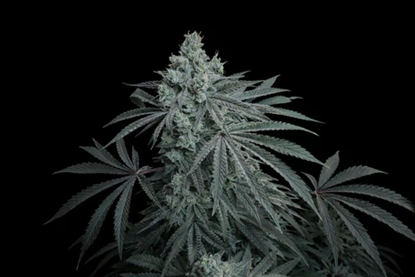 Cherry Zoda X Fruity Pebbles Og (X3+1/X25)-Secret File 1