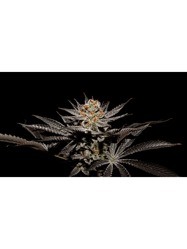 FUJI X FRUITY PEBBLES OG X3+1-SECRET FILE 1