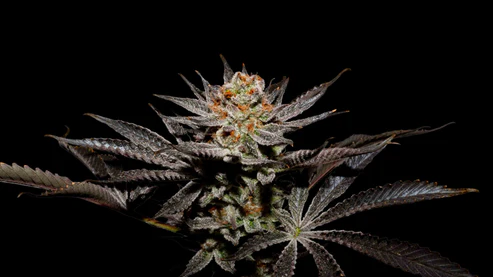 Fuji X Fruity Pebbles Og (X3+1/X25) -Secret File 1