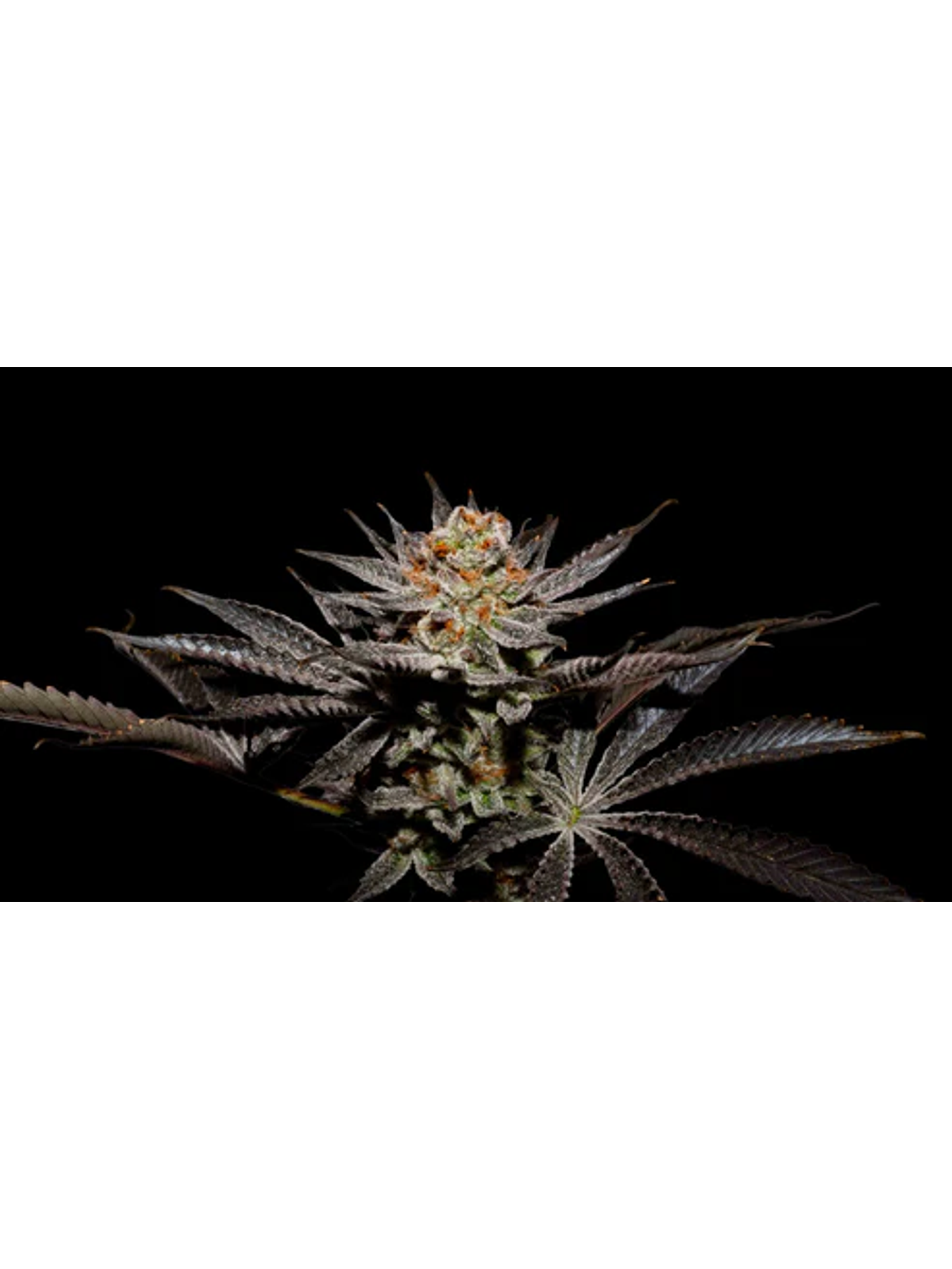 Fuji X Fruity Pebbles Og (X3+1/X25) -Secret File 1