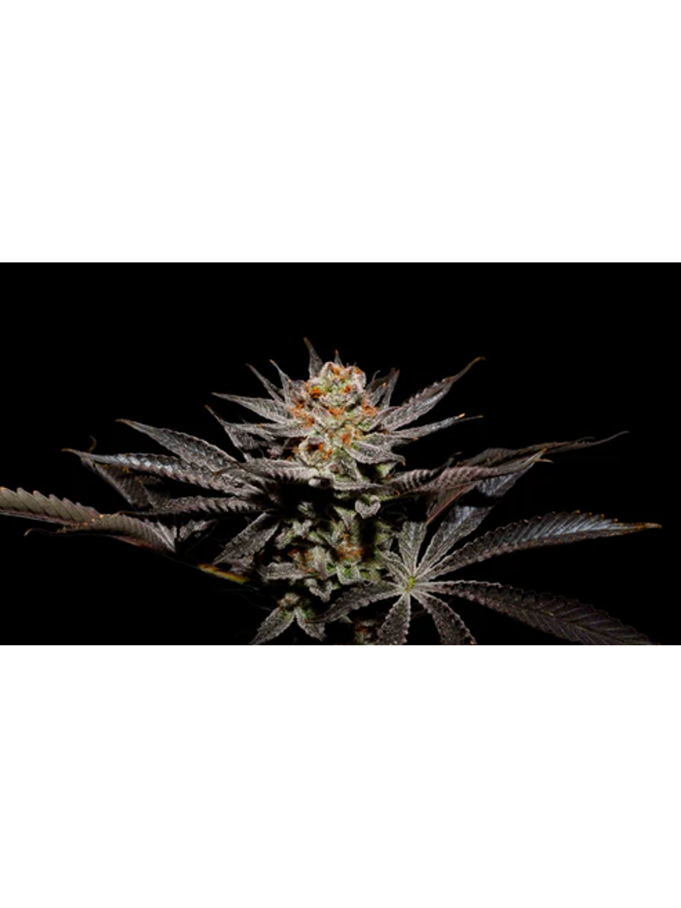Fuji X Fruity Pebbles Og (X3+1/X25) -Secret File 1