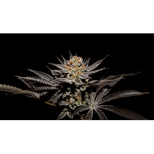 Fuji X Fruity Pebbles Og (X3+1/X25) -Secret File