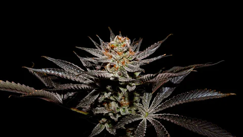 Fuji X Fruity Pebbles Og (X3+1/X25) -Secret File