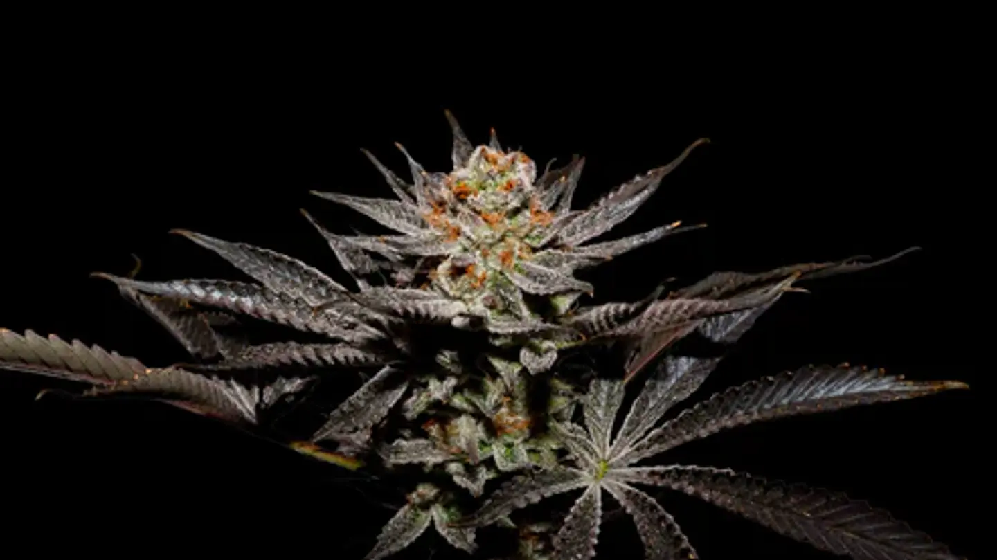 Fuji X Fruity Pebbles Og (X3+1/X25) -Secret File 1