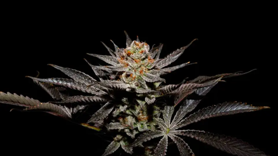 Fuji X Fruity Pebbles Og (X3+1/X25) -Secret File 1