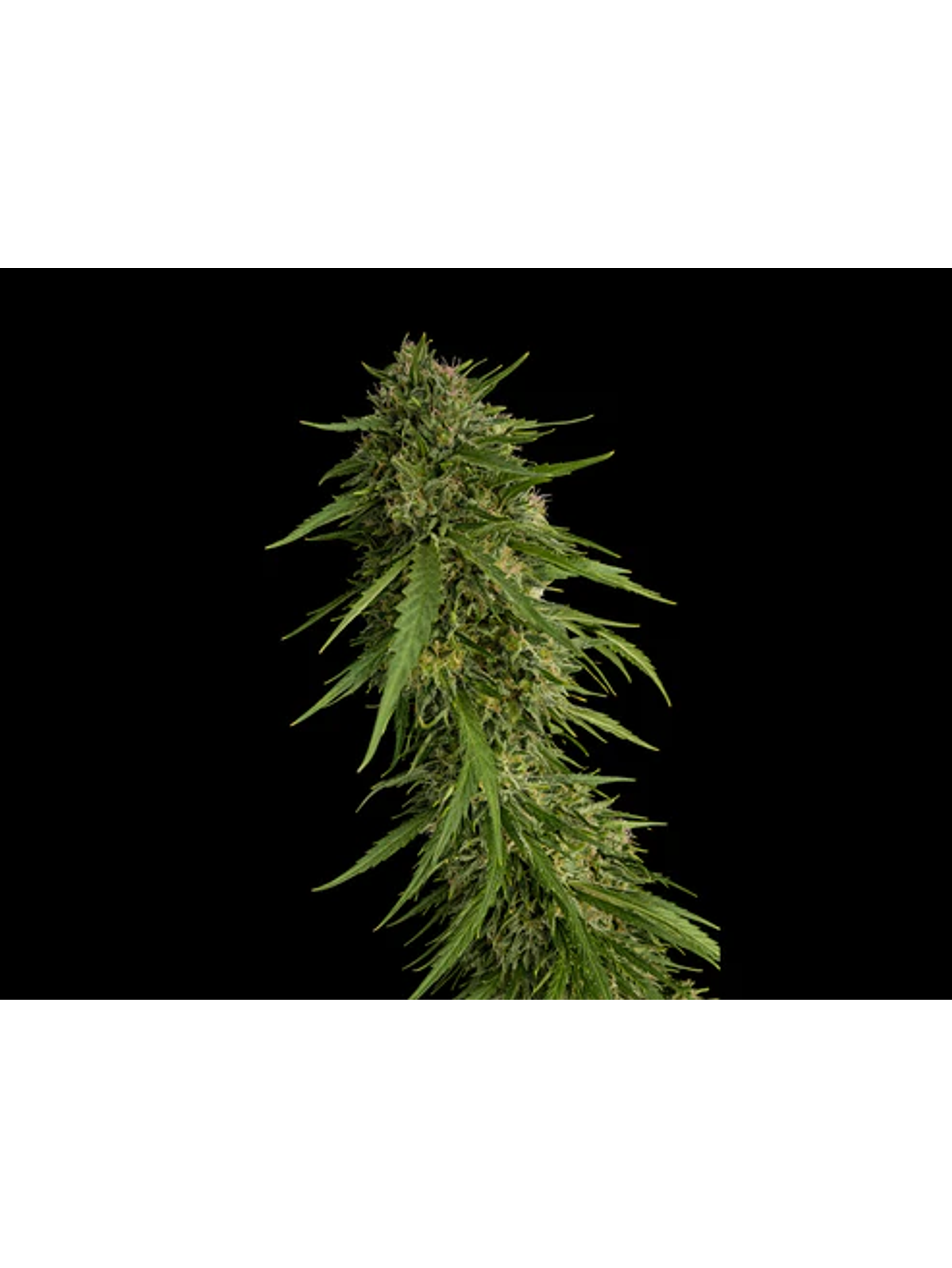 Sour Nana X Fruity Pebbles Og (X3+1/X25) -Secret File  1