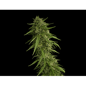 Sour Nana X Fruity Pebbles Og (X3+1/X25) -Secret File 